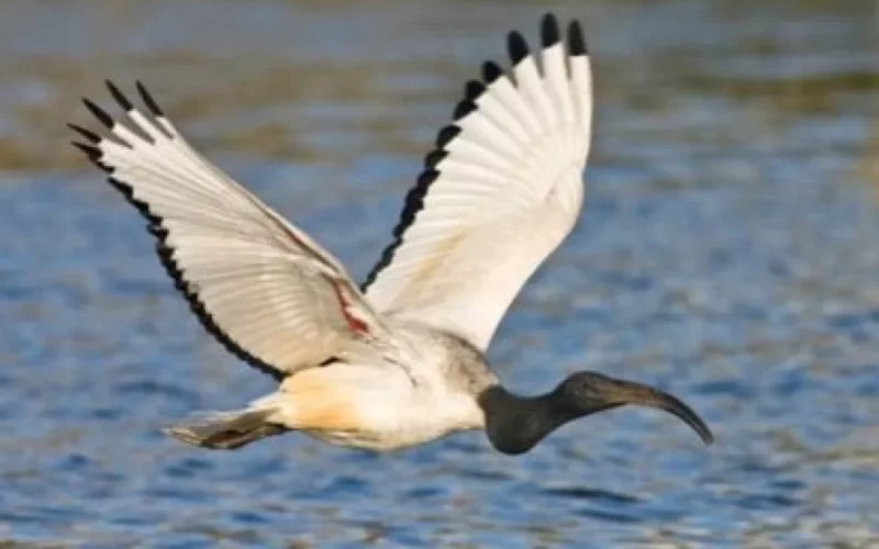 sacred_ibis_thewater_sports_club-91abde35